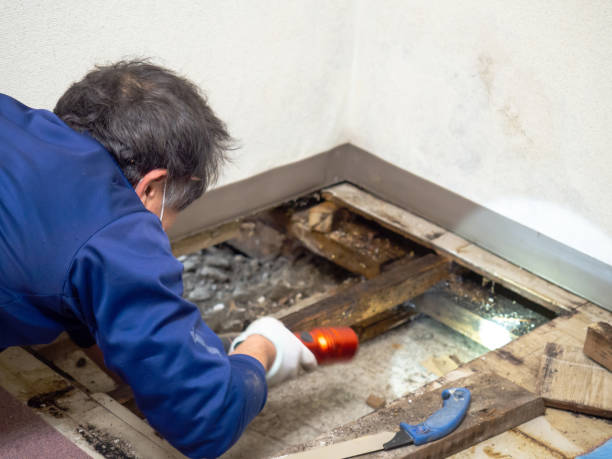 Best Professional Mold Removal  in Asbury, IA