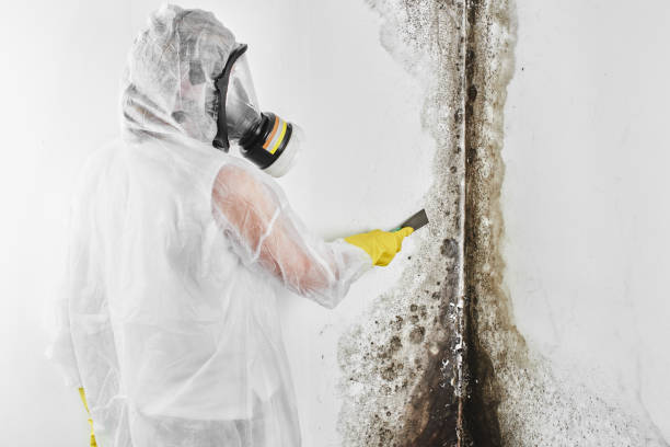 Best Mold Removal Company Near Me  in Asbury, IA