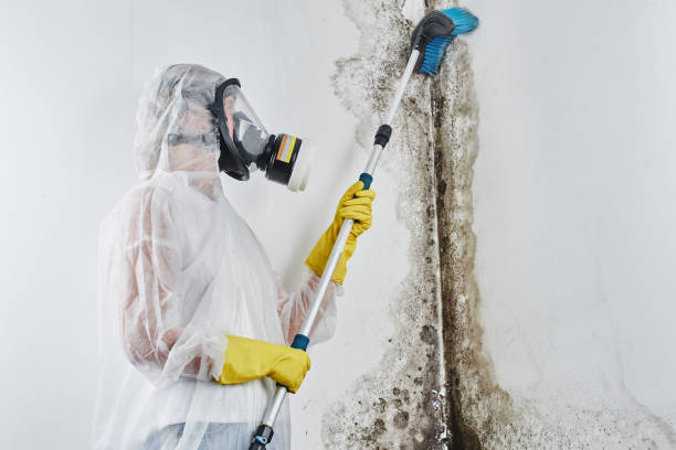 Best Crawl Space Mold Removal  in Asbury, IA