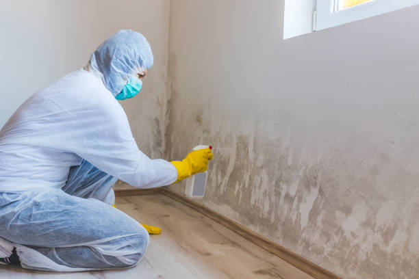 Best Mold Testing and Removal  in Asbury, IA