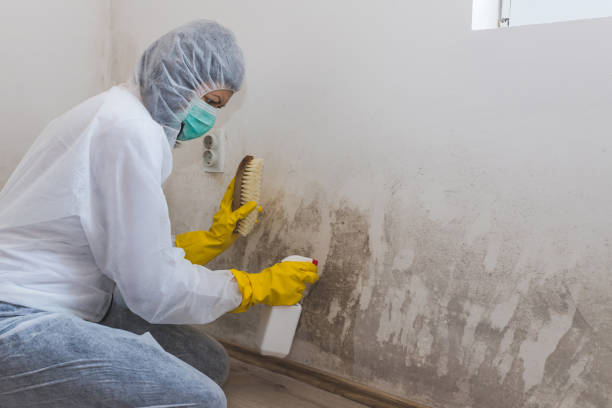 Best Residential Mold Removal  in Asbury, IA