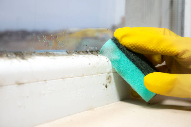 Best Residential Mold Removal  in Asbury, IA