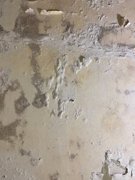 Trusted Asbury, IA Mold Removal Experts