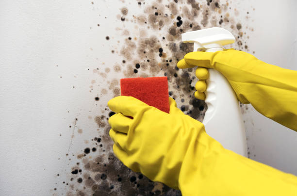 Best Mold Damage Repair  in Asbury, IA