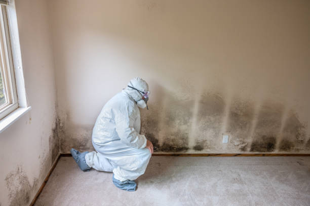Best Fast Mold Removal  in Asbury, IA