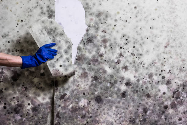Best Mold Testing  in Asbury, IA