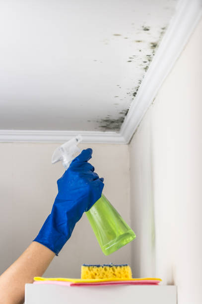 Best Office Mold Removal Services  in Asbury, IA